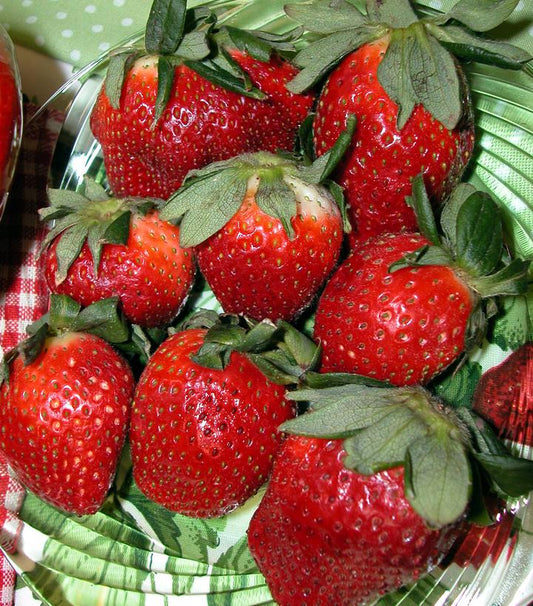 Strawberry Allstar (All Star Strawberry)