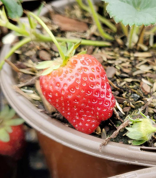 Strawberry Seascape (Seascape Strawberry)