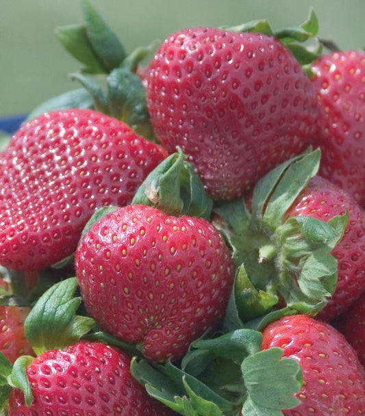Strawberry Sparkle (Sparkle Strawberry)