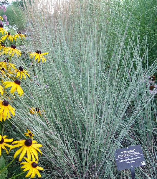 Schizachyrium scoparium The Blues (Little Bluestem)