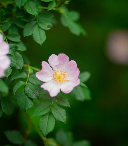 Rosa palustris (Swamp Rose)