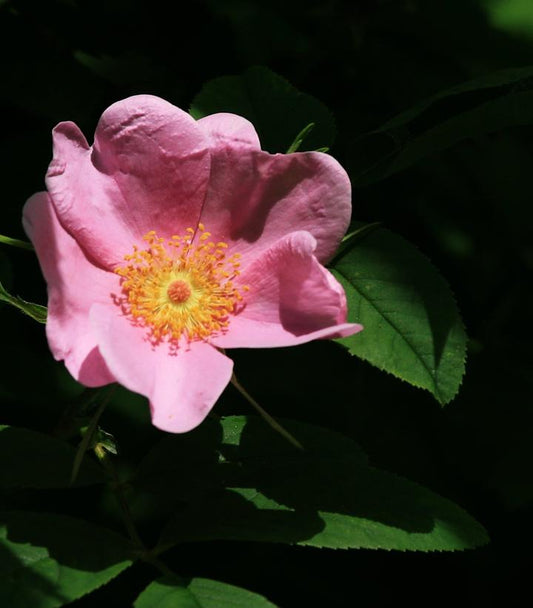 Rosa virginiana (Virginiana Rose)