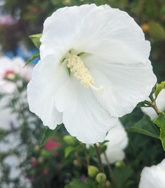 Hibiscus syriacus Bali™; (Bali™; Rose of Sharon)