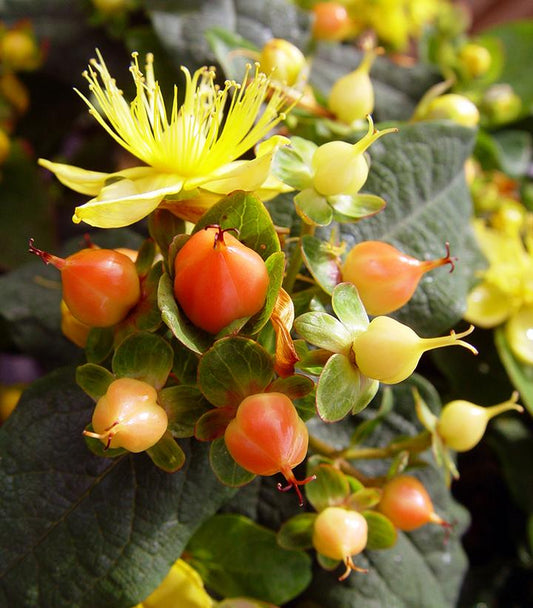 Hypericum inodorum Pumpkin (Pumpkin St. Johns Wort)