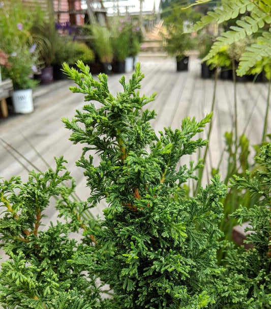 Chamaecyparis thyoides Top Point (Top Point Dwarf White Cedar)