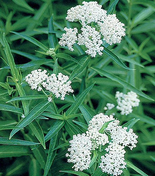 Asclepias incarnata 'Ice Ballet' (Ice Ballet Swamp Milkweed)