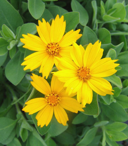Coreopsis Sunshine Superman (Sunshine Superman Star Tickseed)