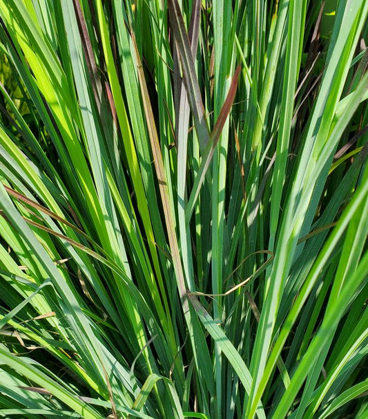 Schizachyrium scoparium 'Standing Ovation' (Standing Ovation Little Bluestem)