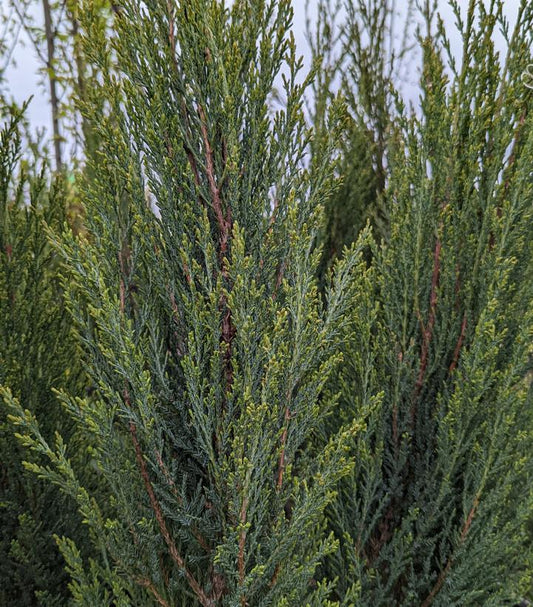 Juniperus Blue Arrow (Blue Arrow Red Cedar)