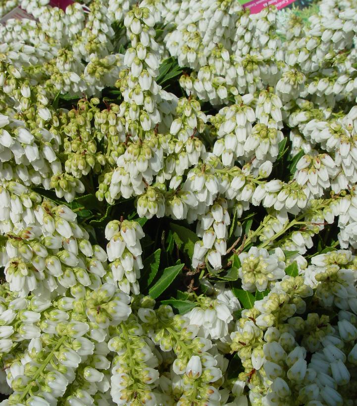 Pieris jap. Cavatine (Cavatine Dwarf Andromeda)