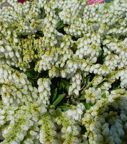 Pieris jap. Cavatine (Cavatine Dwarf Andromeda)