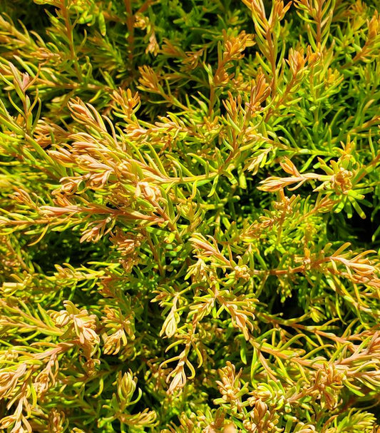 Thuja occidentalis Fire Chief™; (Fire Chief™; Globe Arborvitae)