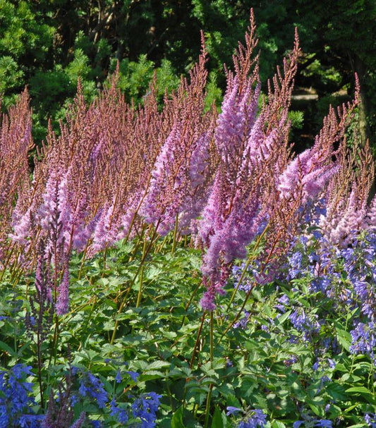 Astilbe chinensis Purple Candles (Purple Candles Astilbe)