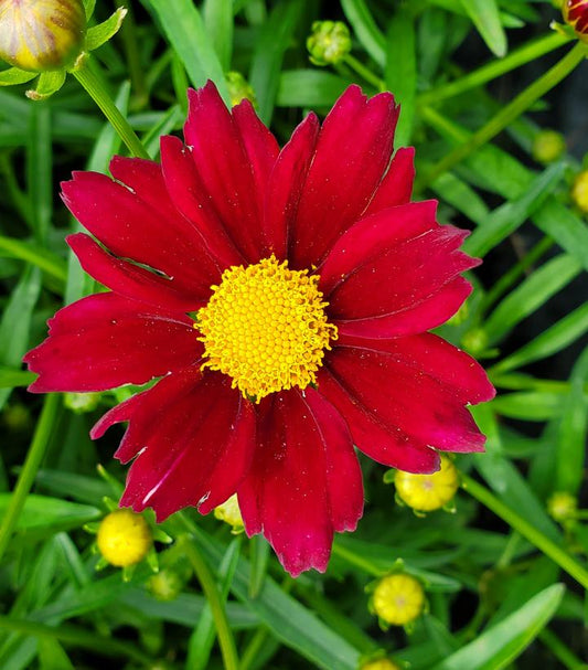 Coreopsis Big Bang™; Mercury Rising (Mercury Rising Tickseed)