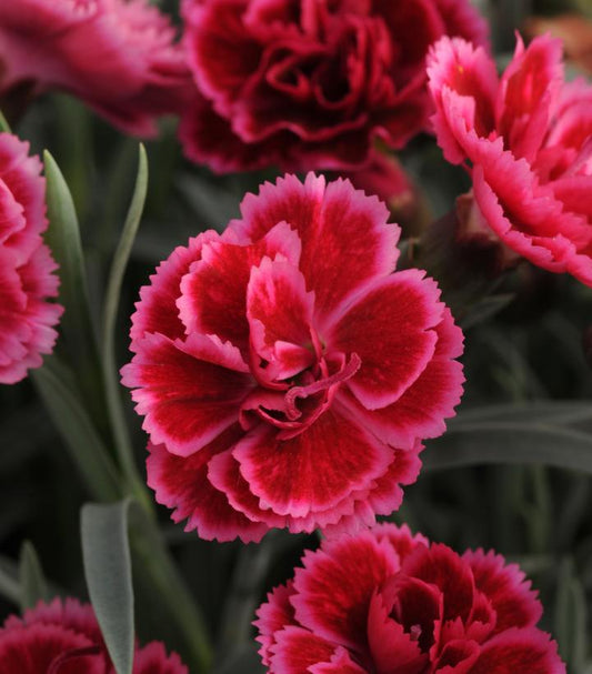 Dianthus Everlast™; Burgundy Blush (Everlast™; Burgundy Blush Pinks)