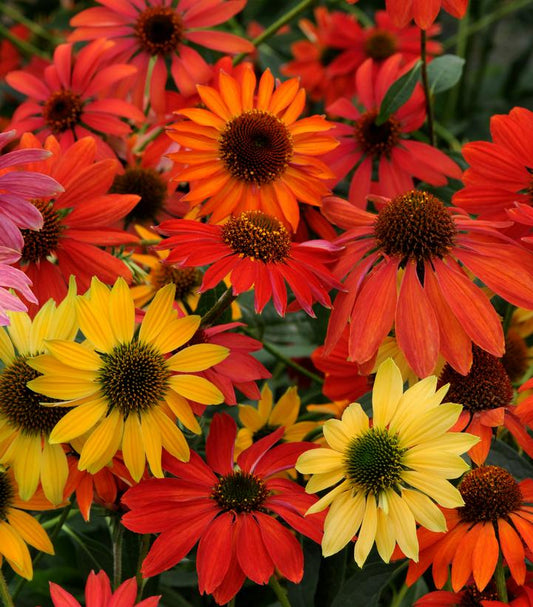 Echinacea Cheyenne Spirit (Cheyenne Spirit Coneflower)