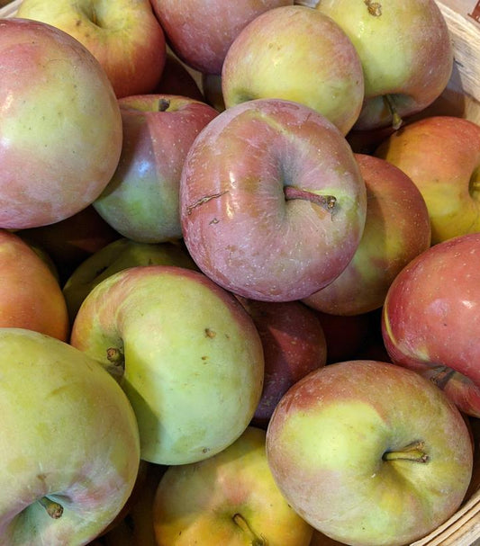 Malus X Fuji (Fuji Apple)