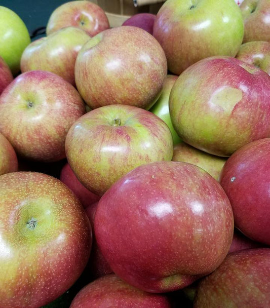 Malus X Mcintosh (McIntosh Apple)