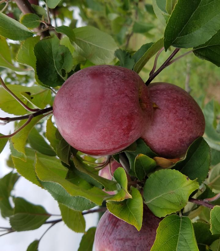 Malus X Macoun (Macoun Apple)