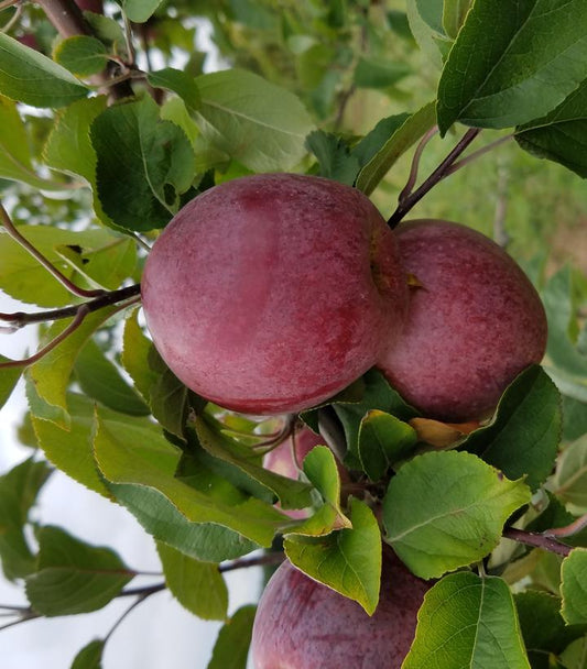 Malus X Macoun (Macoun Apple)