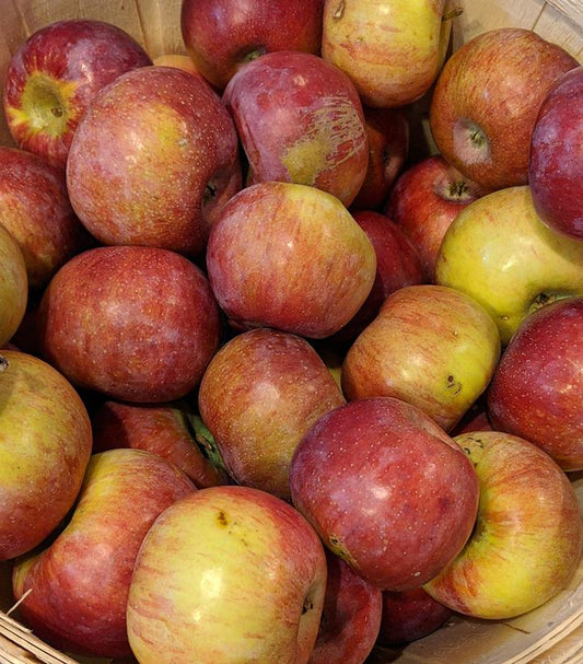 Malus Cortland (Cortland Apple)