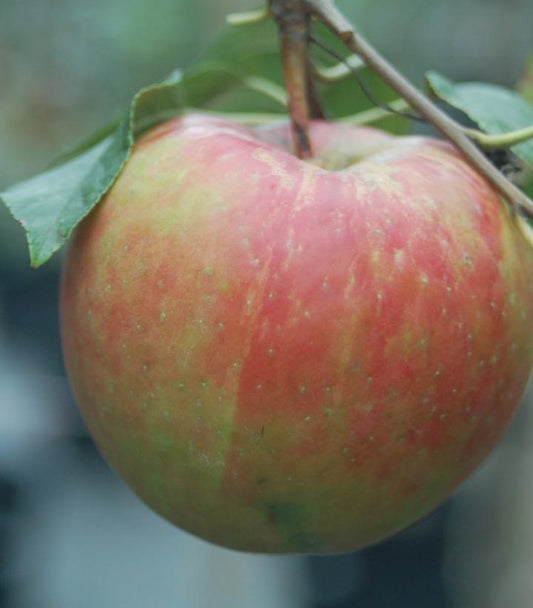 Malus X Royal Gala (Royal Gala Apple)