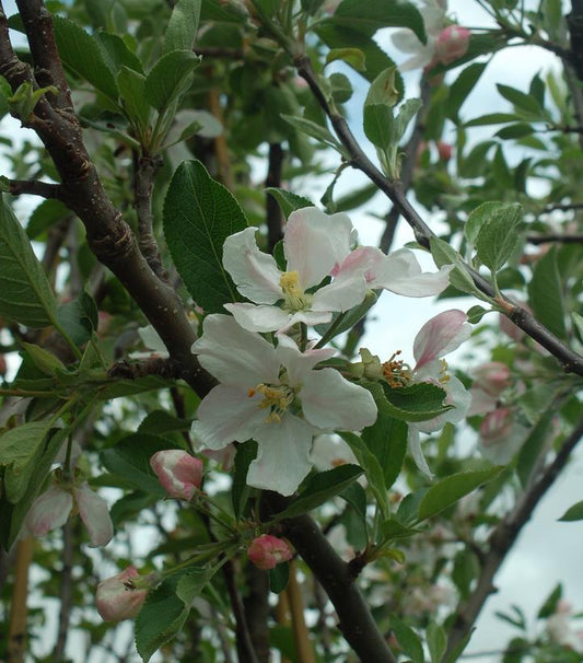 Malus X Red Delicious (Red Delicious Apple)