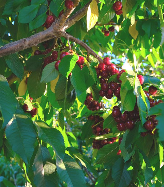 Prunus X 'Bing' (Bing Sweet Cherry)
