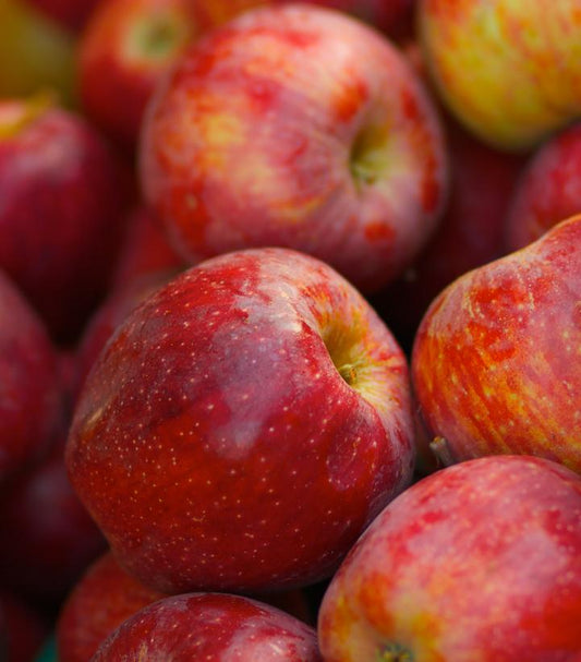 Malus 'Braeburn' (Braeburn Apple)