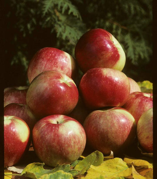 Malus x Zestar!® (Zestar!® Apple)