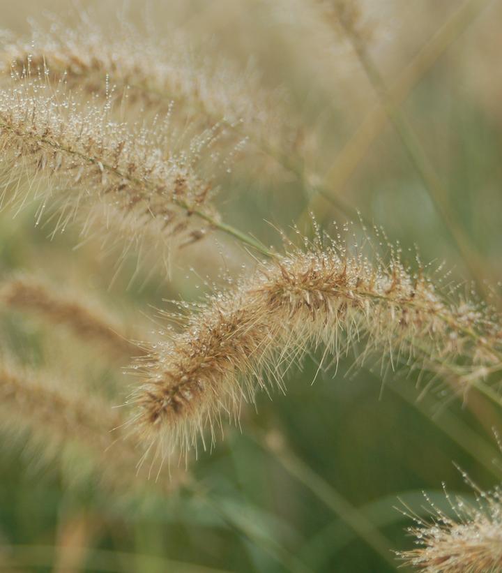 Pennisetum alopecuroides Hameln (Hameln Dwarf Fountain Grass)