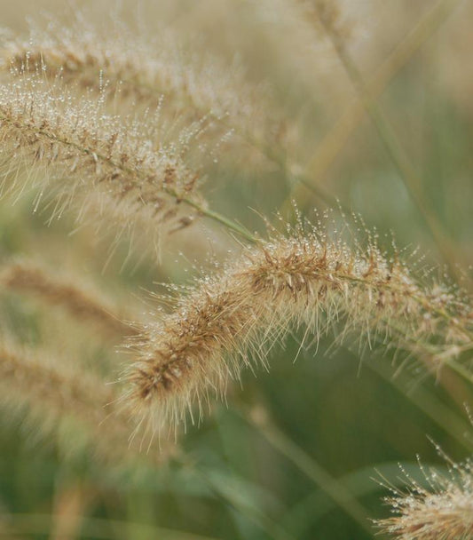 Pennisetum alopecuroides Hameln (Hameln Dwarf Fountain Grass)