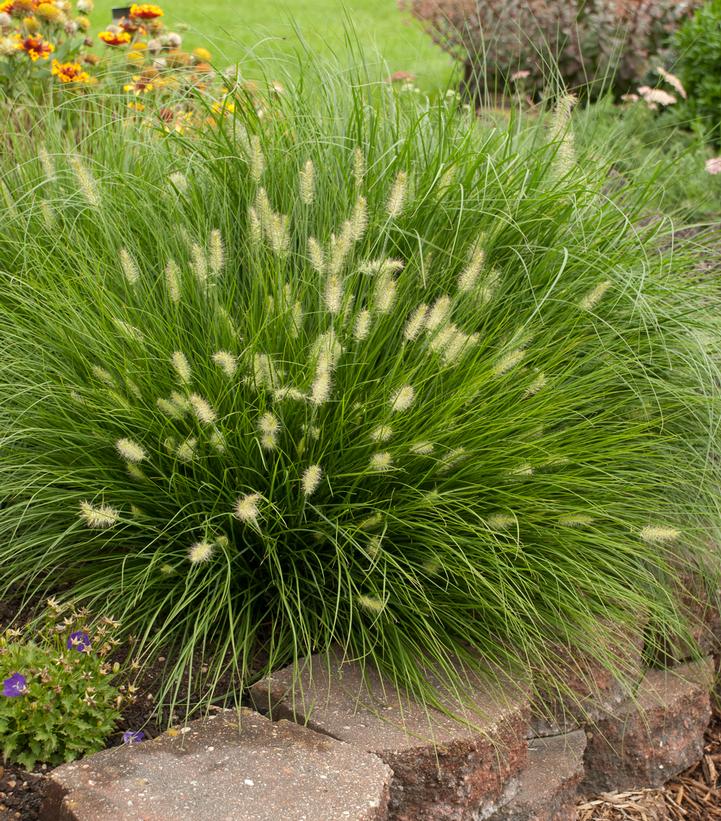 Pennisetum alopecuroides Little Bunny (Little Bunny Dwarf Fountain Grass)