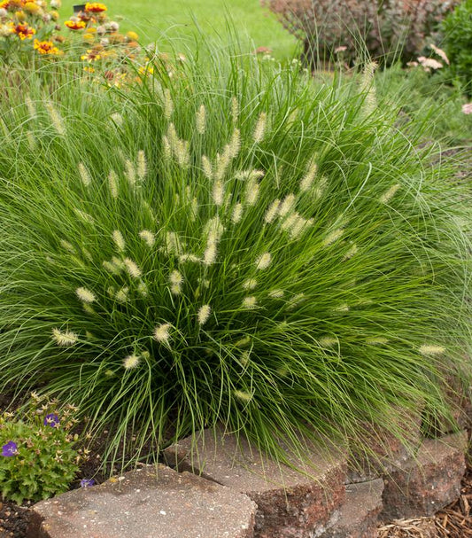 Pennisetum alopecuroides Little Bunny (Little Bunny Dwarf Fountain Grass)