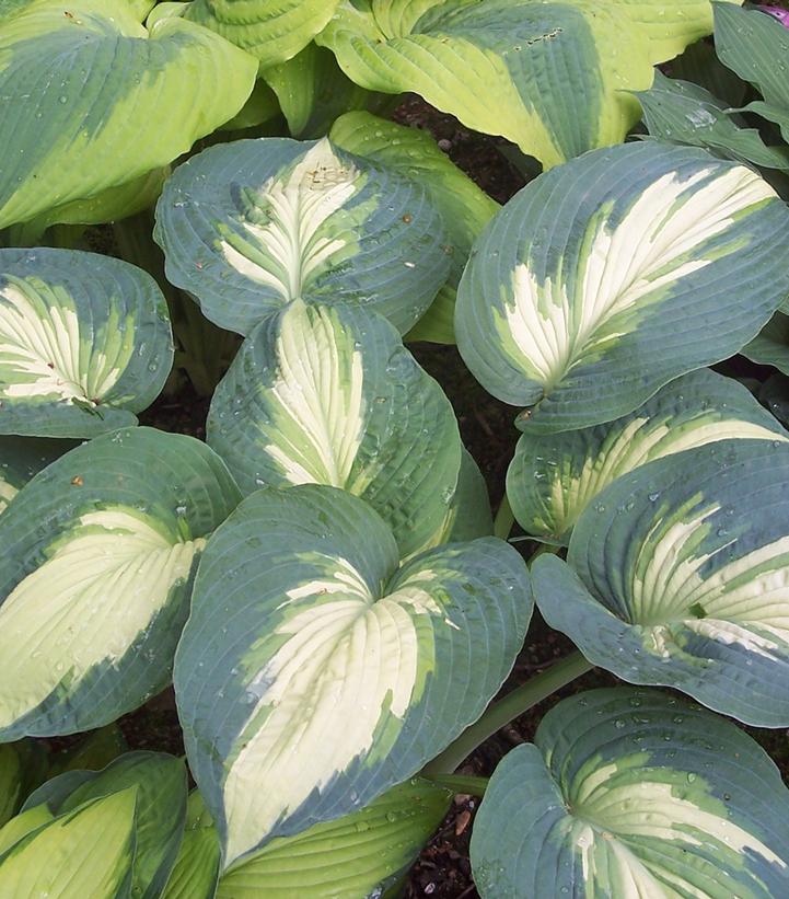 Hosta hybrid Shadowland® Hudson Bay (Shadowland® Hudson Bay Hosta)