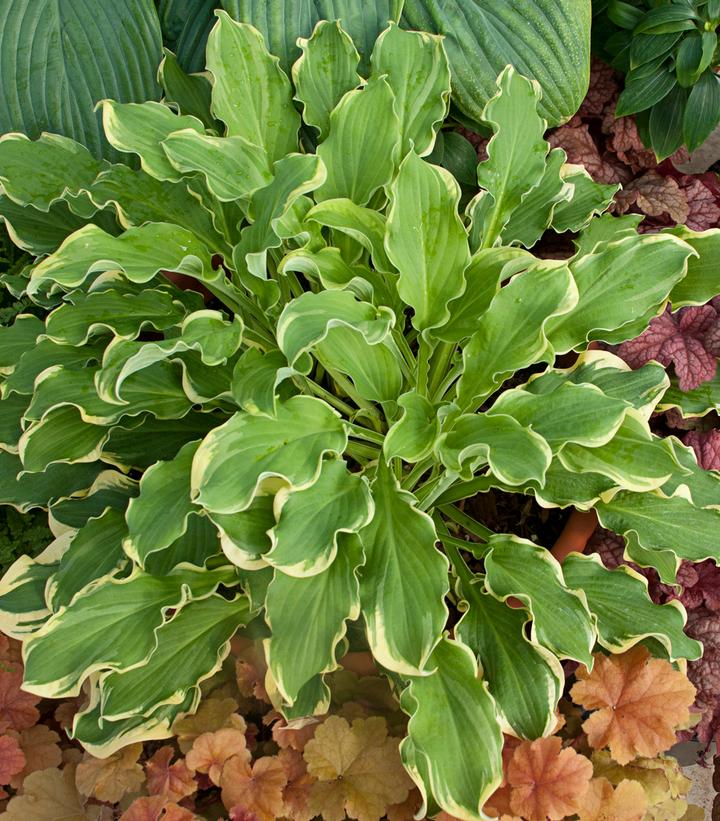 Hosta hybrid Shadowland® Wheee! (Shadowland® Wheee! Hosta)