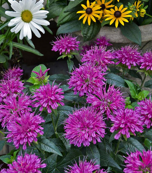 Monarda didyma Pardon My Purple (Pardon My Purple Bee Balm)