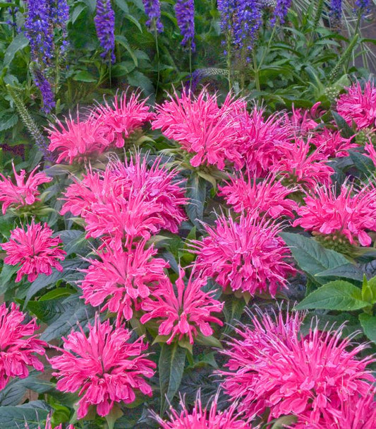 Monarda didyma Pardon My Pink (Pardon My Pink Bee Balm)