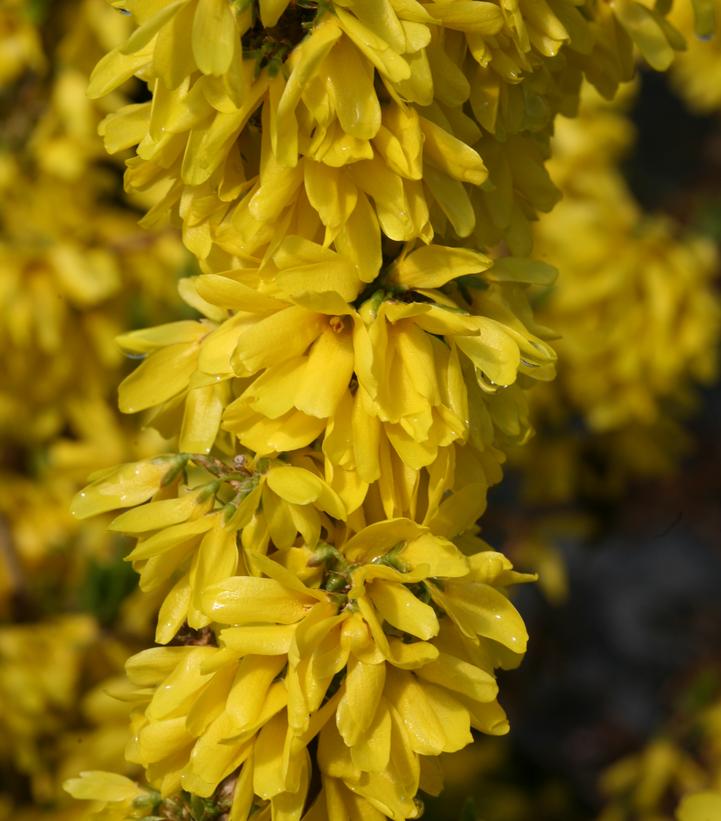 Forsythia X Show Off® Starlet (Show Off® Starlet Forsythia)