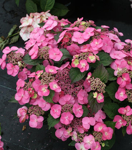 Hydrangea serrata Tuff Stuff™; (Tuff Stuff™; Reblooming Mountain Hydrangea)