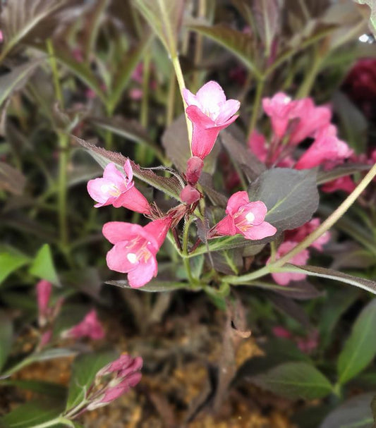 Weigela Spilled Wine® (Spilled Wine® Weigela)