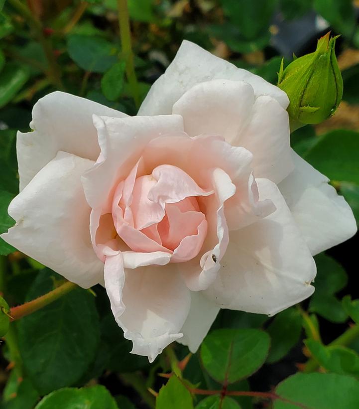 Rosa New Dawn (New Dawn Climbing Rose)