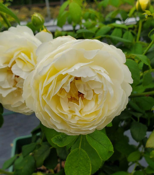 Rosa Clare Austin (Claire Austin English Rose)