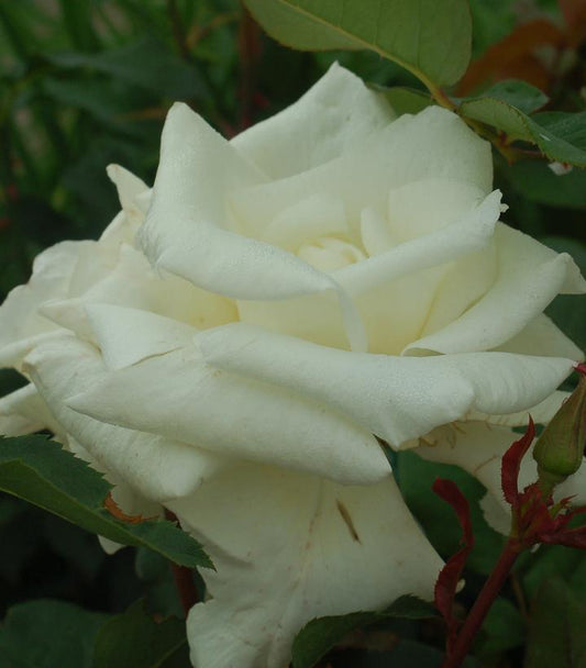 Rosa Honor™; (Honor™; Hybrid Tea Rose)
