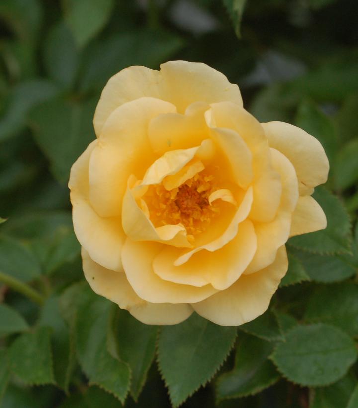 Rosa Sunshine Daydream™; (Sunshine Daydream™; Grandiflora Rose)