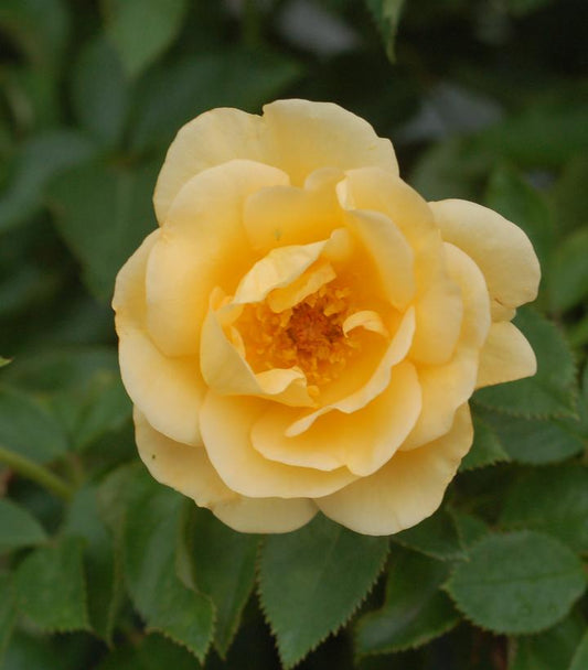 Rosa Sunshine Daydream™; (Sunshine Daydream™; Grandiflora Rose)