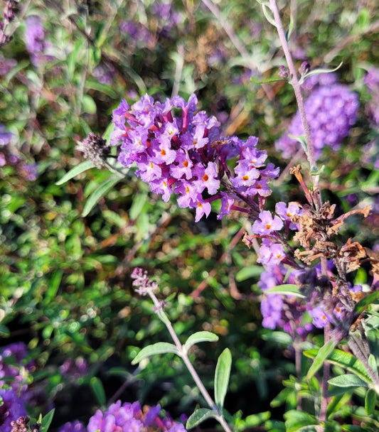 Buddleia davidii 'Nanho Blue' (Nanho Blue Butterfly Bush)
