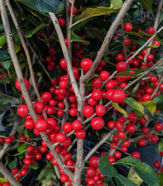 Ilex verticillata Red Sprite (Red Sprite Winterberry)