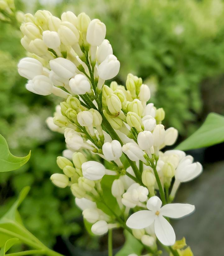 Syringa x hyacinthiflora Angel White (Angel White Lilac)