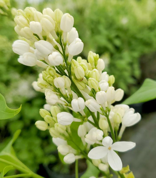 Syringa x hyacinthiflora Angel White (Angel White Lilac)